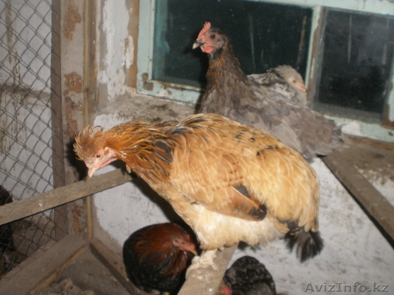 Продам  курей - Изображение #4, Объявление #965947