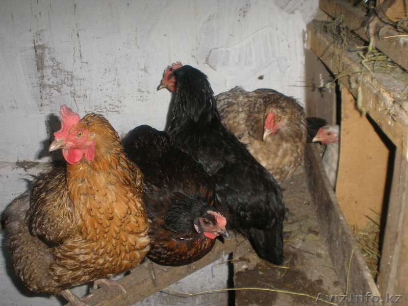 Продам  курей - Изображение #5, Объявление #965947
