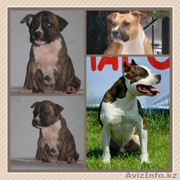 щенки шоу класса американского стаффордширского терьера - Изображение #4, Объявление #999760