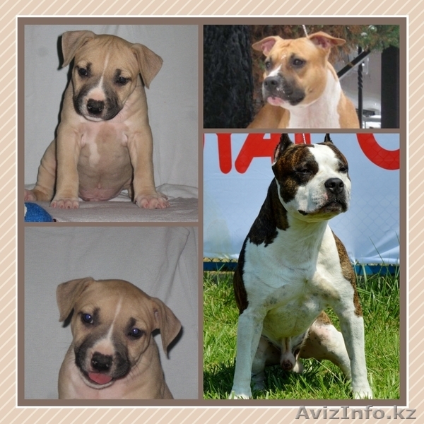 щенки шоу класса американского стаффордширского терьера - Изображение #1, Объявление #999760