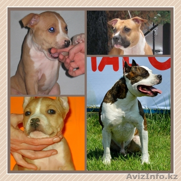 щенки шоу класса американского стаффордширского терьера - Изображение #3, Объявление #999760