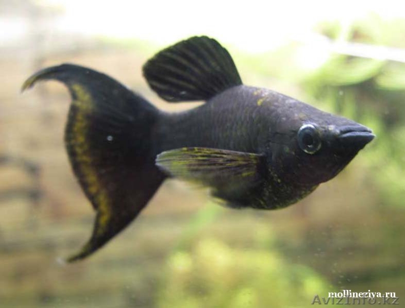 Аквариумные рыбки и растения - Изображение #3, Объявление #1011050