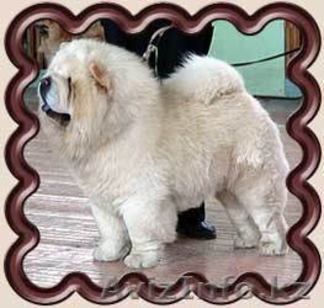  продам щенка чау-чау - Изображение #1, Объявление #1007938