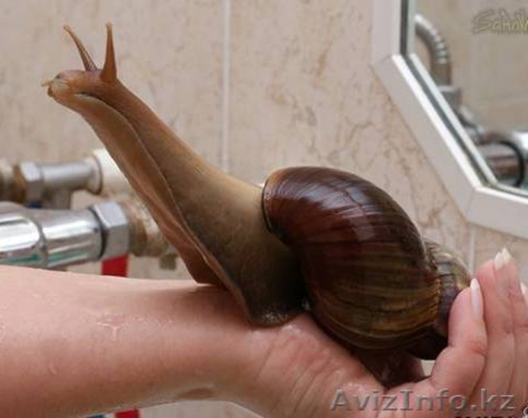 Гигинские Улитки Ахатины - Изображение #2, Объявление #1003363