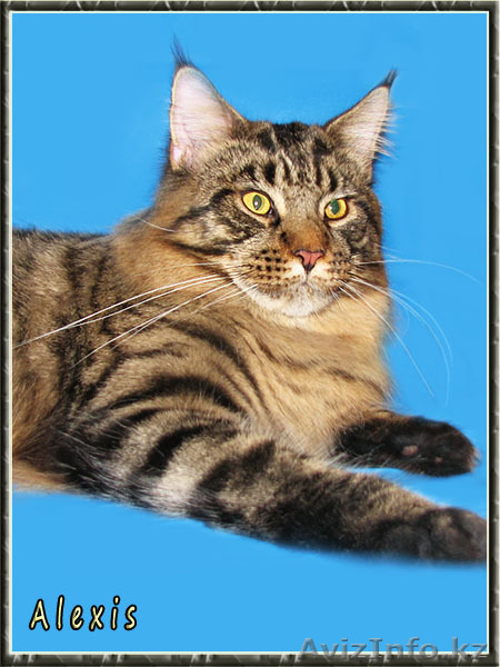 КОТЕНОК МЕЙН КУН ПИТОМНИК - Изображение #2, Объявление #1001473