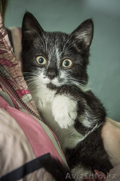 Ищется дом маленькой кошечке! - Изображение #1, Объявление #1007700