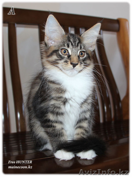 КОТЕНОК МЕЙН КУН ПИТОМНИК - Изображение #1, Объявление #1001473