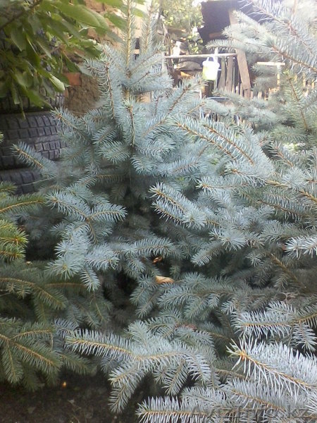 andrey_bachevski@mail.ru,87052342525,2471786 - Изображение #3, Объявление #1011656