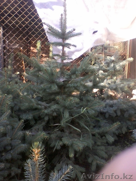 andrey_bachevski@mail.ru,87052342525,2471786 - Изображение #1, Объявление #1011656