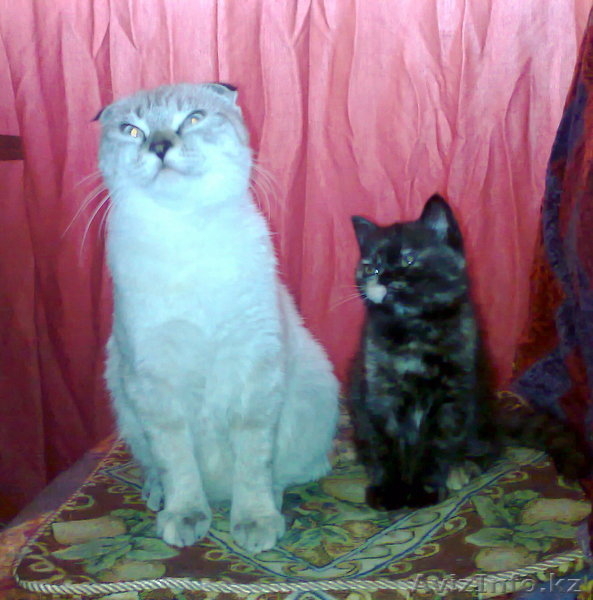 котенок британской короткошерстной - Изображение #1, Объявление #1009319