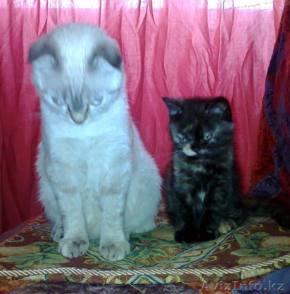 котенок британской короткошерстной - Изображение #3, Объявление #1009319