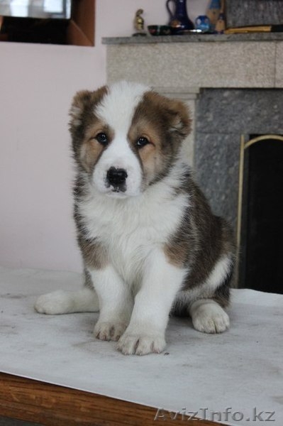 Элегантные алабайчики с родословной от именного питомника "Сарбаз" - Изображение #3, Объявление #992008