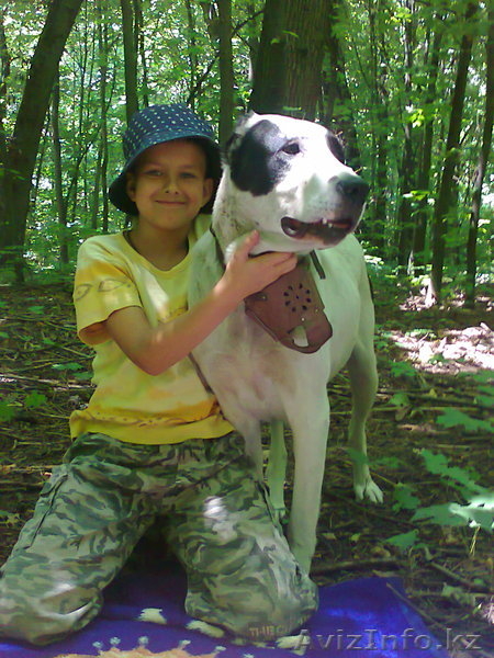 подращённый щенок сао (тобет, алабай) - Изображение #2, Объявление #1010011