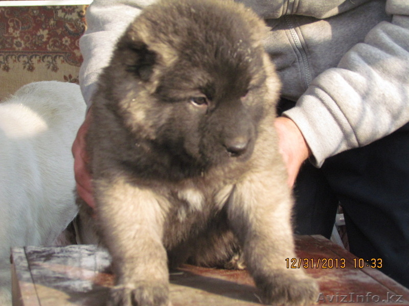 кавказской овчарки щенков в продам - Изображение #3, Объявление #1014402