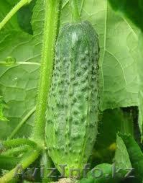 Овощи из тепличного комплекса "Алатау" - Изображение #2, Объявление #1010048