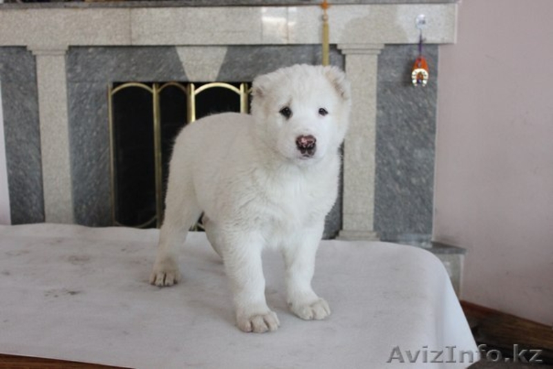 Элегантные алабайчики с родословной от именного питомника "Сарбаз" - Изображение #4, Объявление #992008