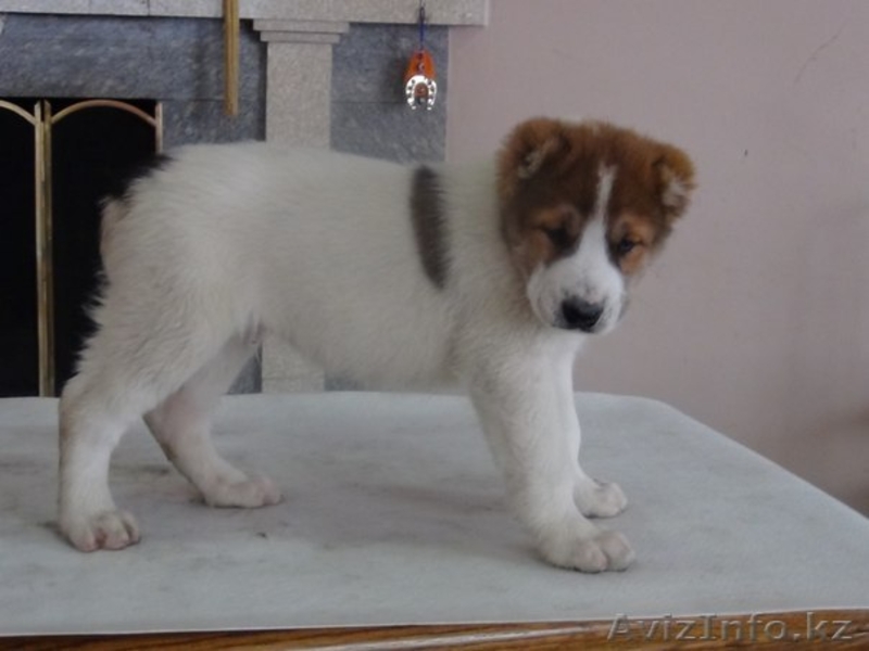 Элегантные алабайчики с родословной от именного питомника "Сарбаз" - Изображение #5, Объявление #992008