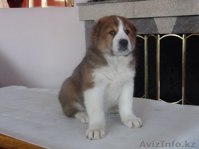 Элегантные алабайчики с родословной от именного питомника "Сарбаз" - Изображение #6, Объявление #992008