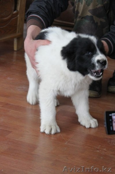 Элегантные алабайчики с родословной от именного питомника "Сарбаз" - Изображение #7, Объявление #992008