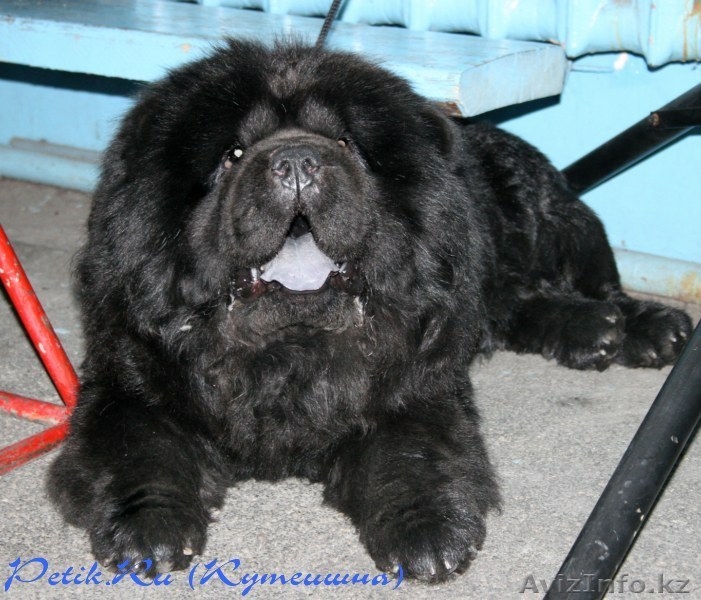  продам щенка чау-чау - Изображение #2, Объявление #1007938