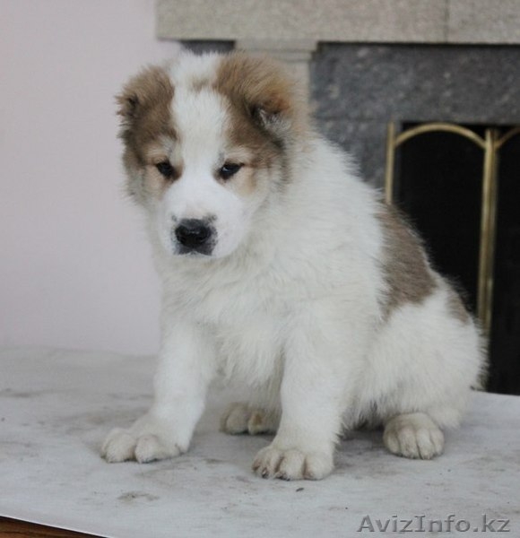 Элегантные алабайчики с родословной от именного питомника "Сарбаз" - Изображение #8, Объявление #992008