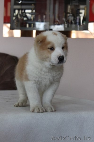 Элегантные алабайчики с родословной от именного питомника "Сарбаз" - Изображение #9, Объявление #992008