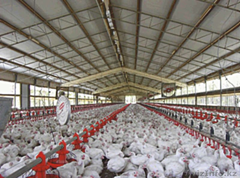 Птичник Утепленный сарай на фундаменте или без него - Изображение #1, Объявление #1024167