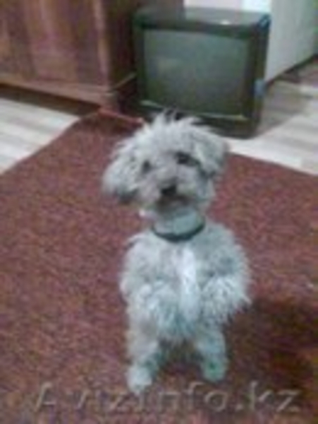 Пропала собака! Помогите пожалуйста! - Изображение #3, Объявление #1014905