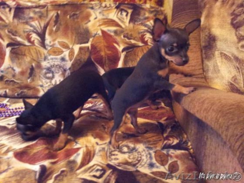 Продам супер щенков  той терьерчиков  - Изображение #2, Объявление #1026931