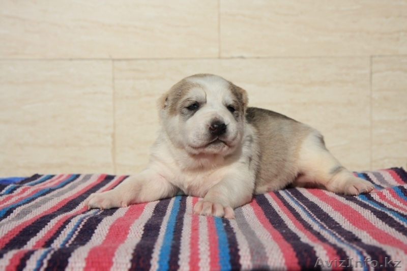 Щенки среднеазиатской овчарки. П-к Ханум Байрам. - Изображение #4, Объявление #1028209