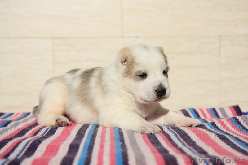 Щенки среднеазиатской овчарки. П-к Ханум Байрам. - Изображение #9, Объявление #1028209