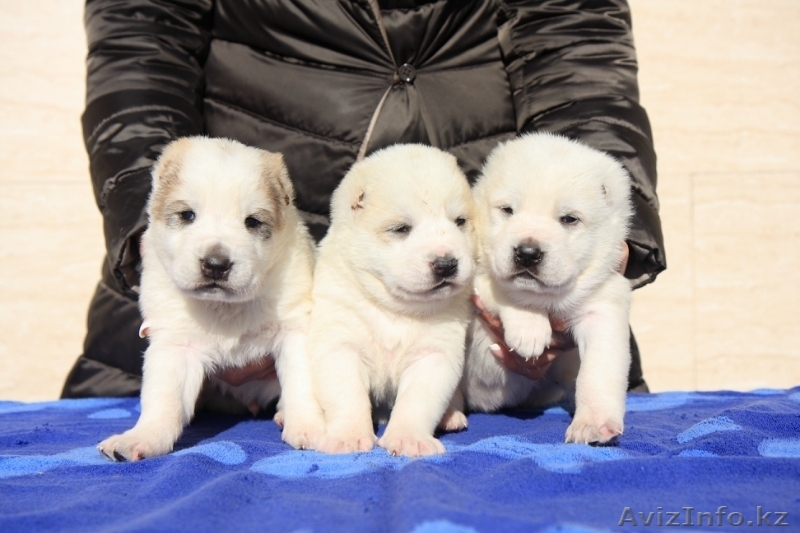 Щенки среднеазиатской овчарки. П-к Ханум Байрам. - Изображение #6, Объявление #1028209