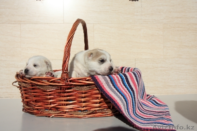 Щенки среднеазиатской овчарки. П-к Ханум Байрам. - Изображение #5, Объявление #1028209