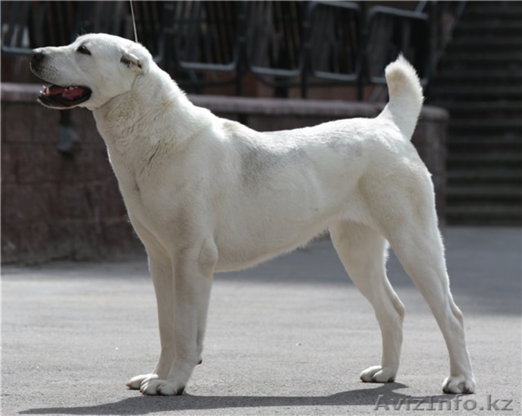 Щенки среднеазиатской овчарки. П-к Ханум Байрам. - Изображение #3, Объявление #1028209