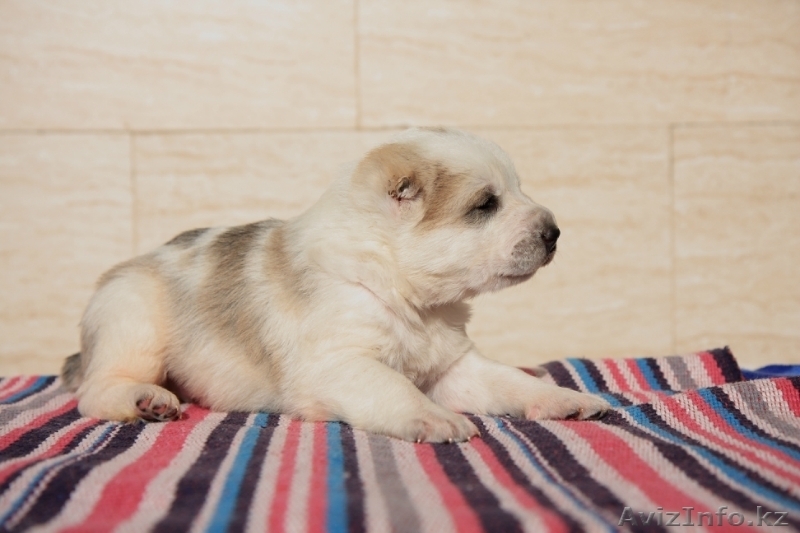 Щенки среднеазиатской овчарки. П-к Ханум Байрам. - Изображение #10, Объявление #1028209