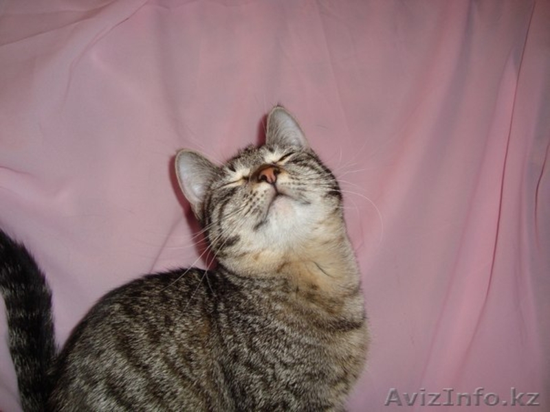 Кошка Клеопатра ищет дом - Изображение #3, Объявление #1031034