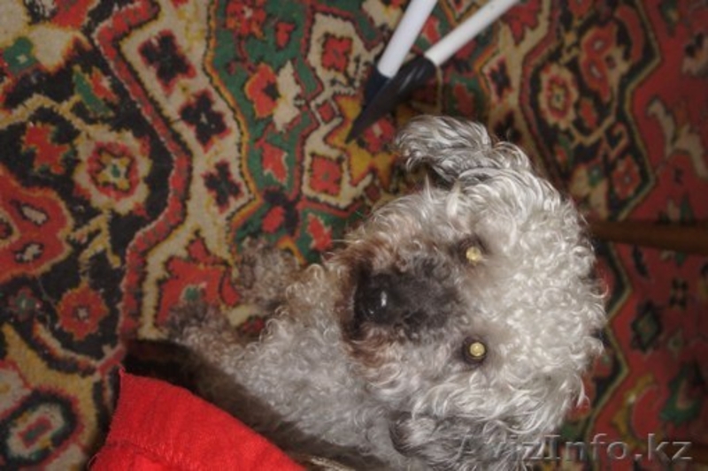 Пропала собака! Помогите пожалуйста! - Изображение #2, Объявление #1014905