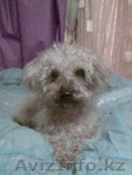 Пропала собака! Помогите пожалуйста! - Изображение #1, Объявление #1014905