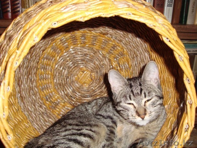 Кошка Клеопатра ищет дом - Изображение #2, Объявление #1031034