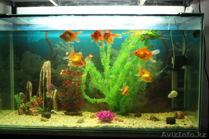 Аквариумы с рыбками - Изображение #6, Объявление #1015314