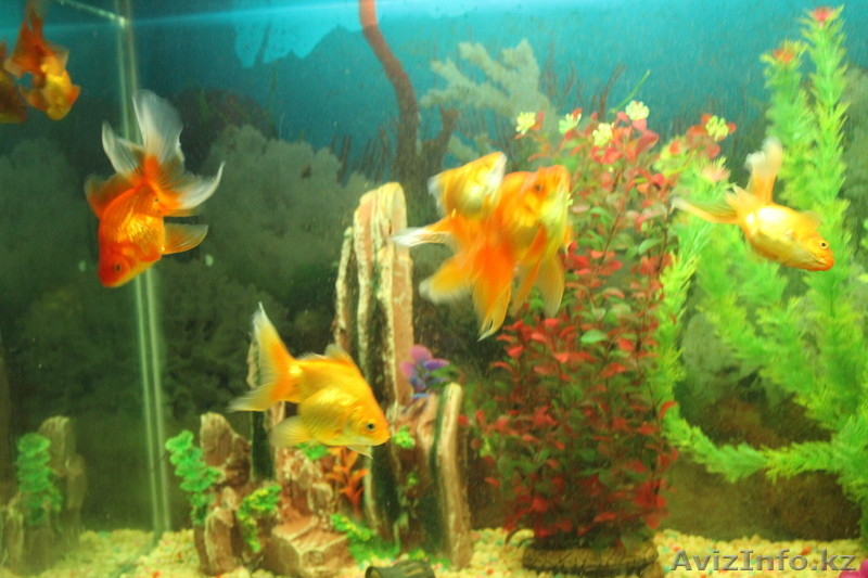 Аквариумы с рыбками - Изображение #3, Объявление #1015314