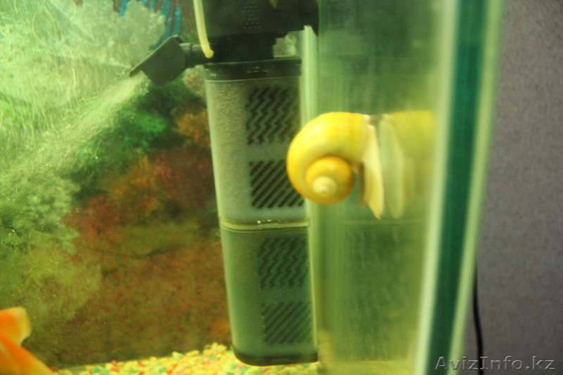 Аквариумы с рыбками - Изображение #4, Объявление #1015314