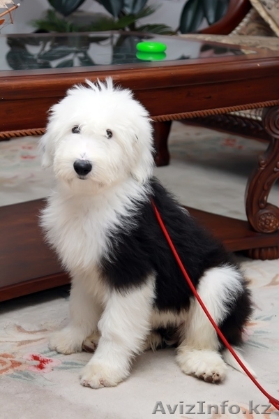 Щенки Бобтейла - Староанглийская овчарка. 2 мальчика и 1 девочка. - Изображение #4, Объявление #1028182