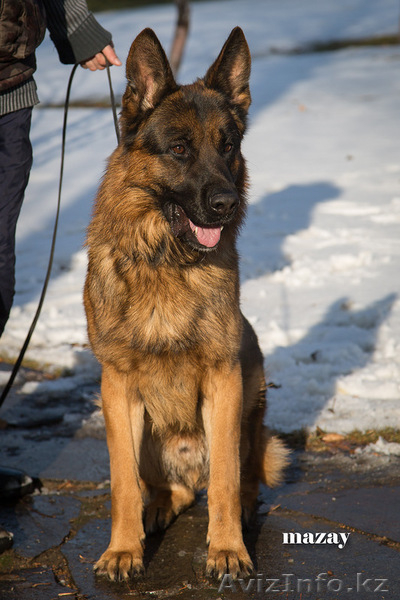 Немецкой овчарки элитных щенков. - Изображение #2, Объявление #1026710