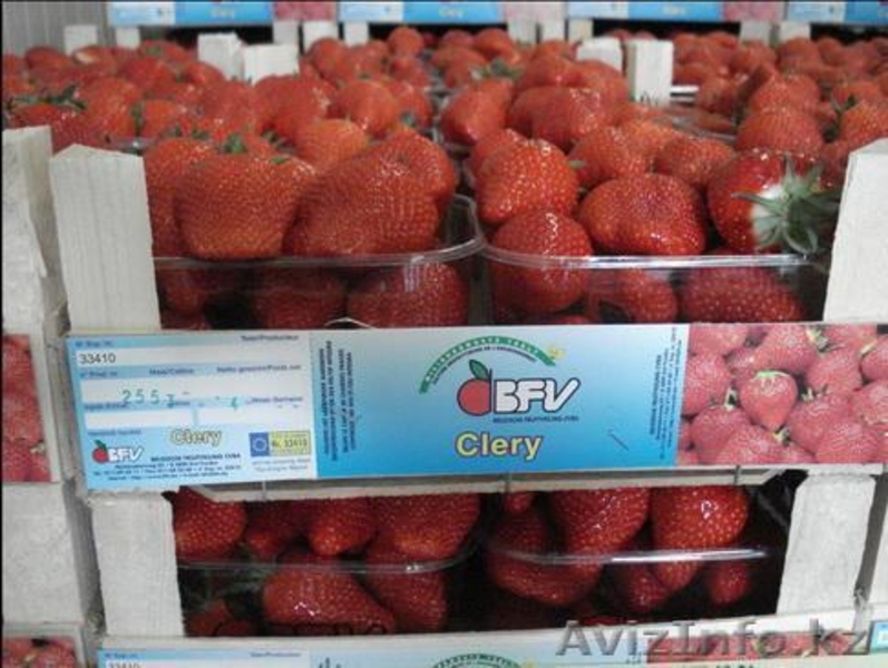 Рассада клубники "Клери" по системе Фриго - Изображение #3, Объявление #1016303
