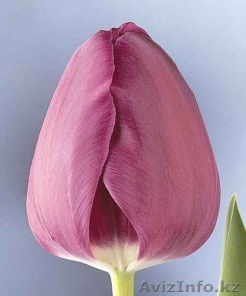 Продам тюльпаны оптом - Изображение #4, Объявление #1023787