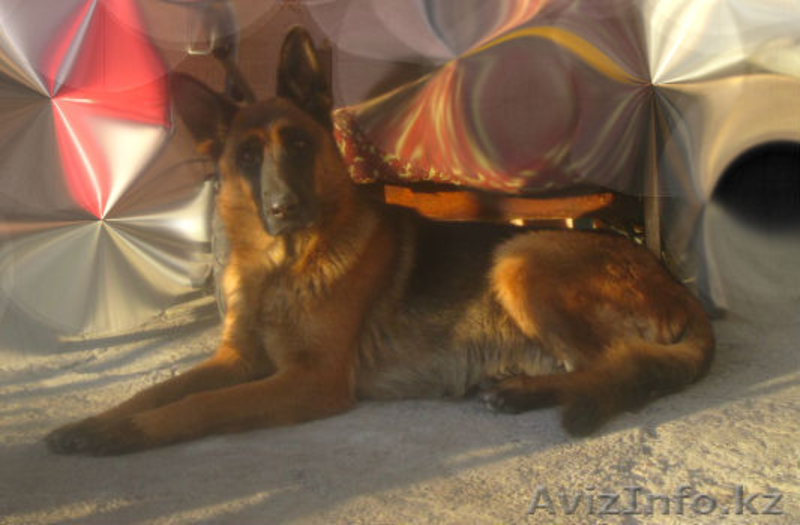 Немецкой овчарки элитных щенков. - Изображение #3, Объявление #1026710