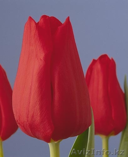 Продам тюльпаны оптом - Изображение #5, Объявление #1023787