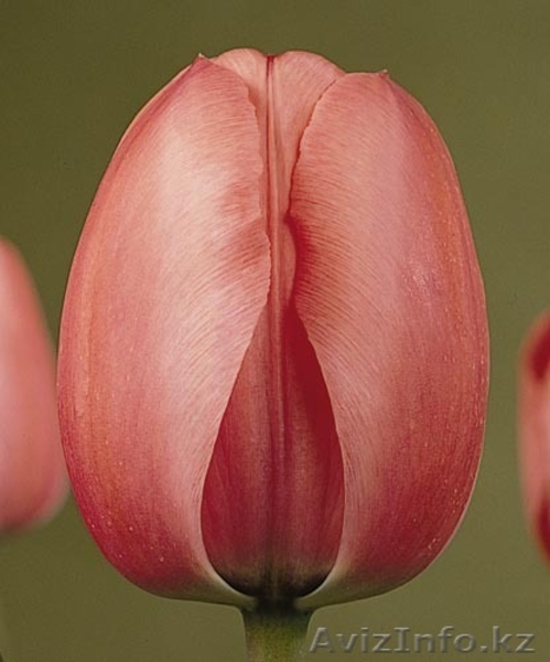 Продам тюльпаны оптом - Изображение #6, Объявление #1023787