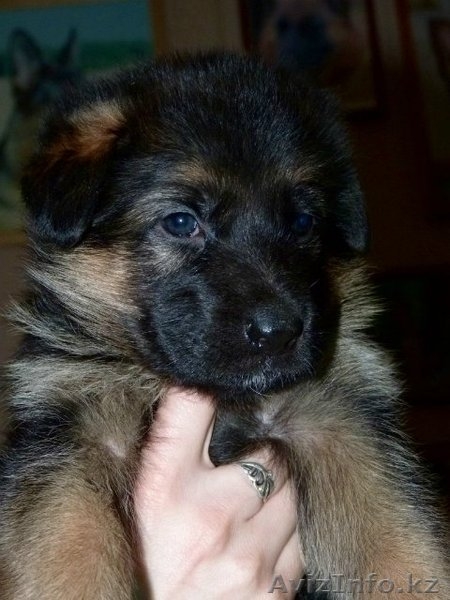 Немецкой овчарки элитных щенков СКК продам. - Изображение #1, Объявление #1016732